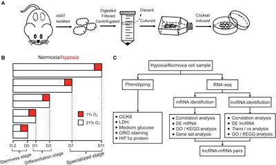 Comprehensive Analysis of mRNA and lncRNA Transcriptomes Reveals the Differentially Hypoxic Response of Preadipocytes During Adipogenesis